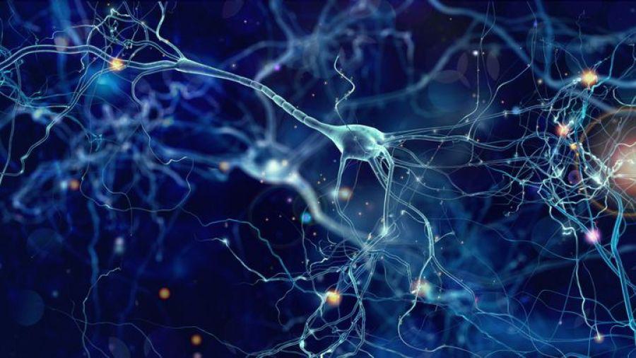 Έρευνα ρίχνει «φως» στον τρόπο αφύπνισης βλαστοκυττάρων που οδηγεί στη γέννηση νέων νευρώνων στον εγκέφαλο